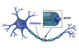 Jak odbudować mielinę uszkodzoną w stwardnieniu rozsianym?